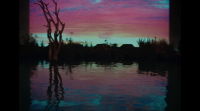 a tree in the middle of a body of water