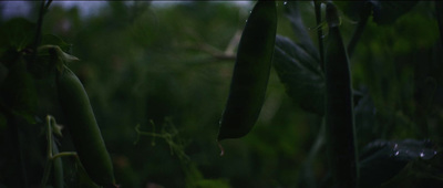 a bunch of green beans hanging from a plant