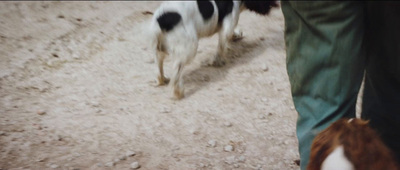 a person walking a dog on a leash