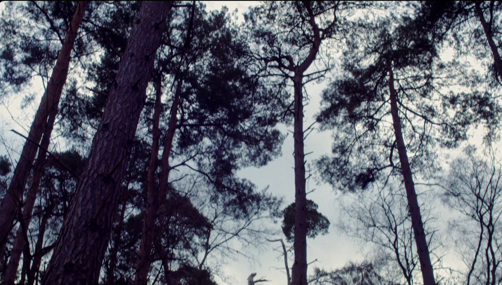 a forest filled with lots of tall trees