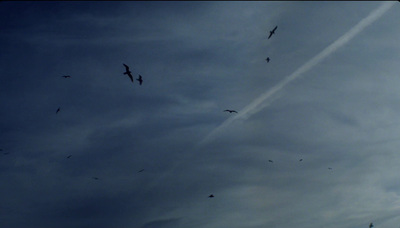 a group of birds flying through a cloudy sky