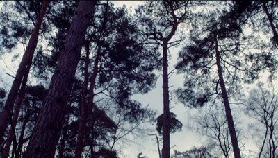 a forest filled with lots of tall trees