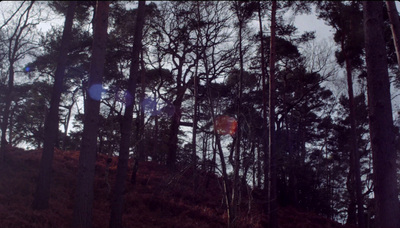 a picture of some trees and a kite in the air