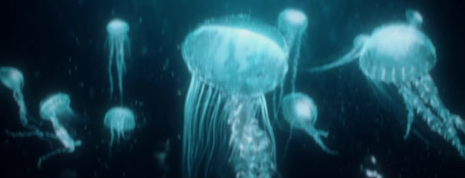 a group of jellyfish floating in the water