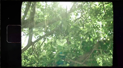 a view of a tree through a window