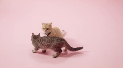 a cat standing next to another cat on a pink background