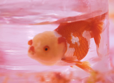 a goldfish in a clear bowl of water