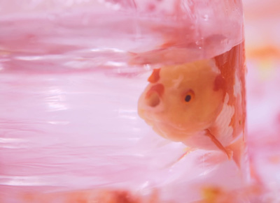 a goldfish in a plastic bag floating in water