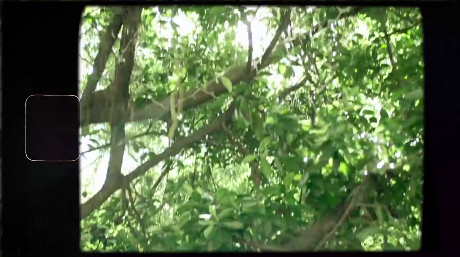 a cat in a tree looking out the window