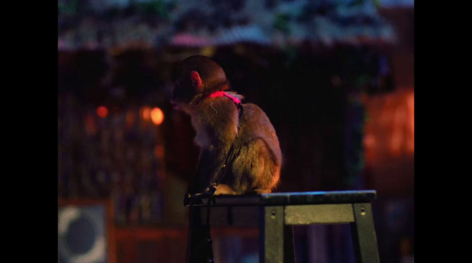 a monkey sitting on top of a metal stool