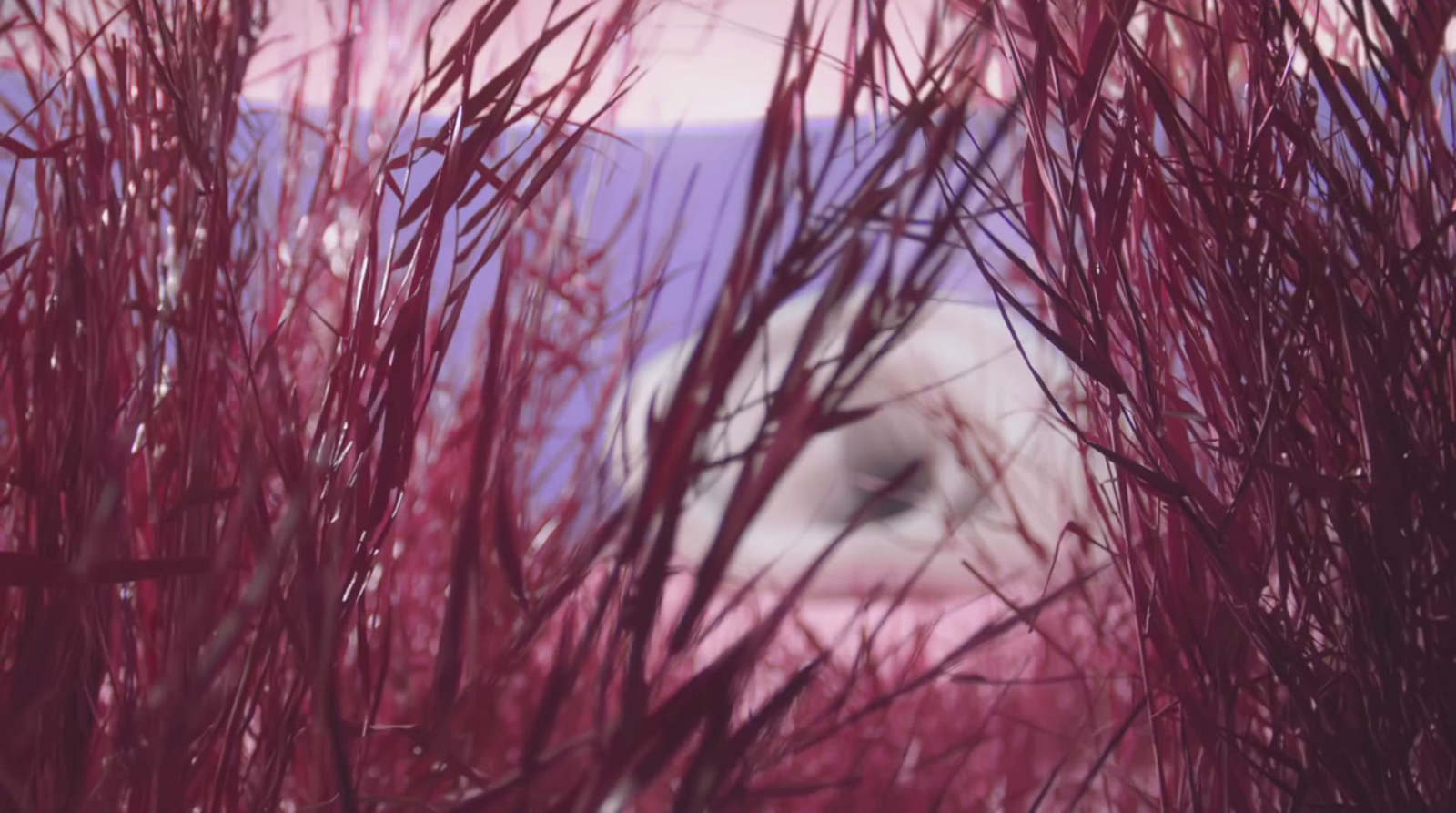 a blurry photo of a cat's eye through the branches of a tree