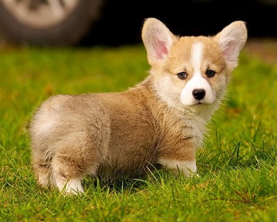 a small brown and white puppy sitting on top of a lush green field