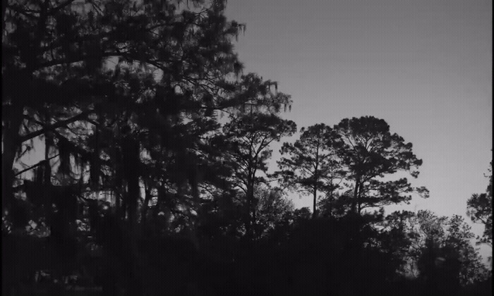 a black and white photo of some trees