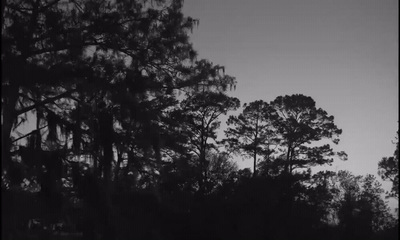 a black and white photo of some trees