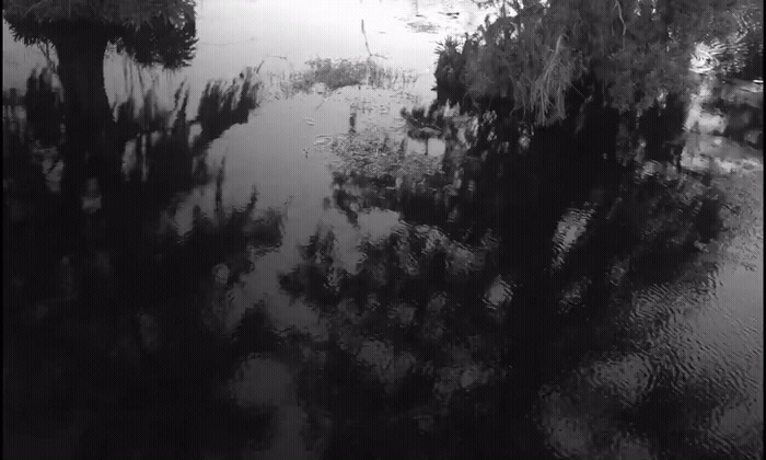 a black and white photo of trees and water