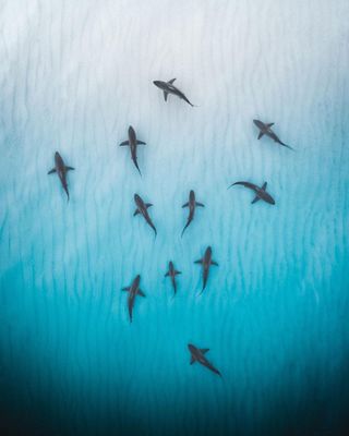 a flock of birds flying over a body of water