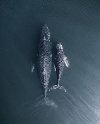 a couple of large fish floating on top of a body of water