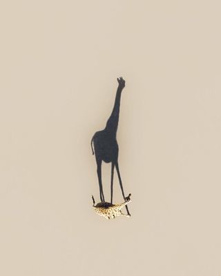 a giraffe standing on top of a leaf floating in the water