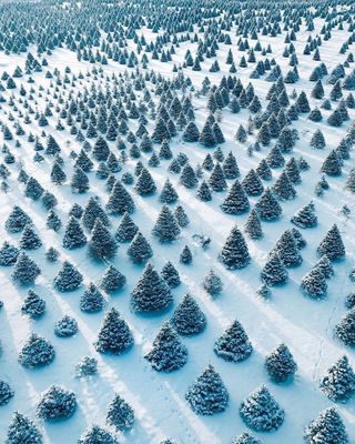 a large group of trees covered in snow