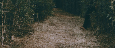 a person walking down a path in the woods