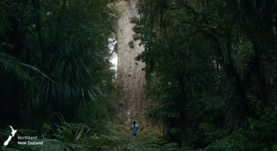 a tall tree in the middle of a forest