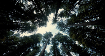 a group of tall trees standing next to each other