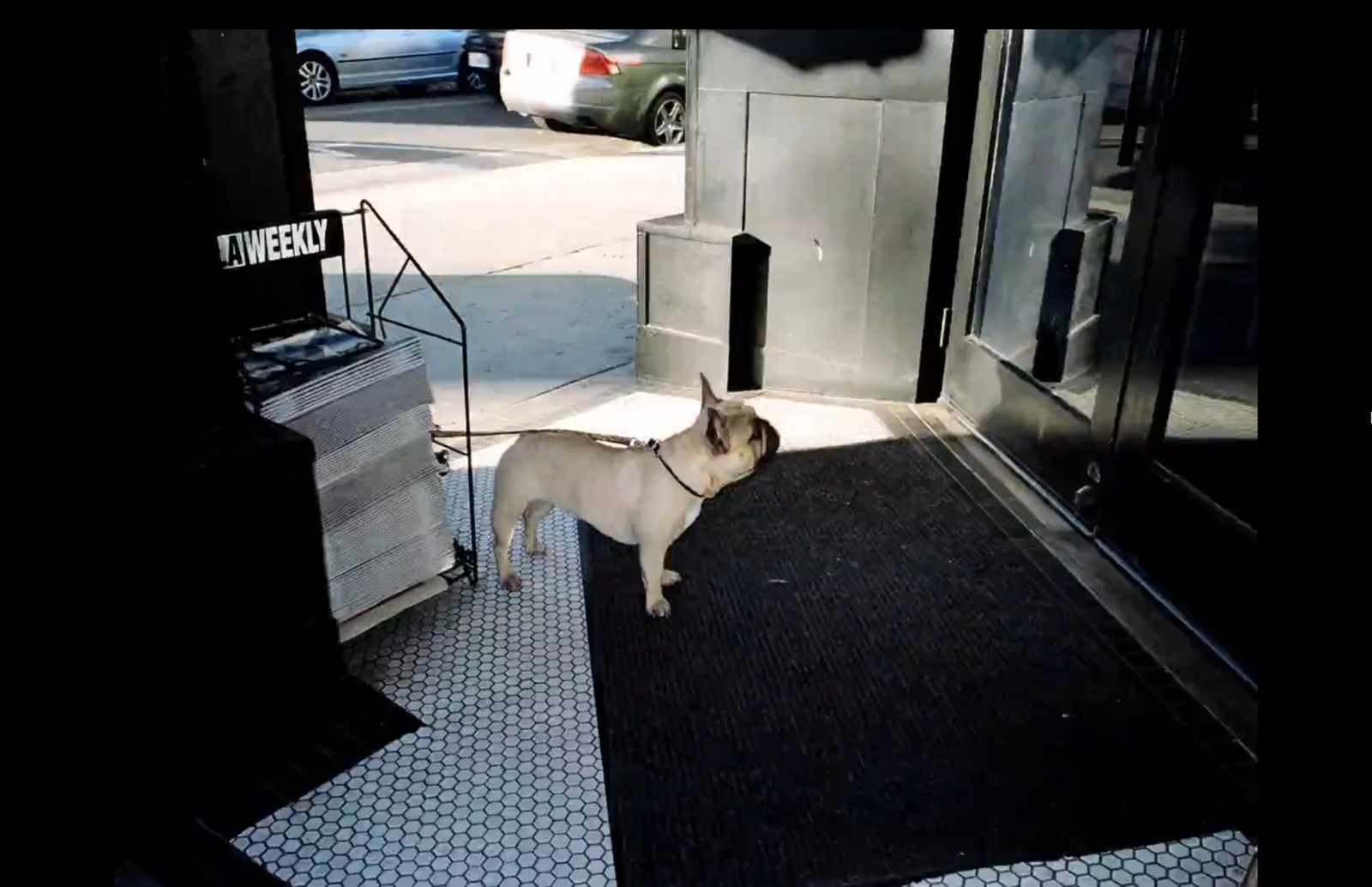 a small white dog standing on a black rug