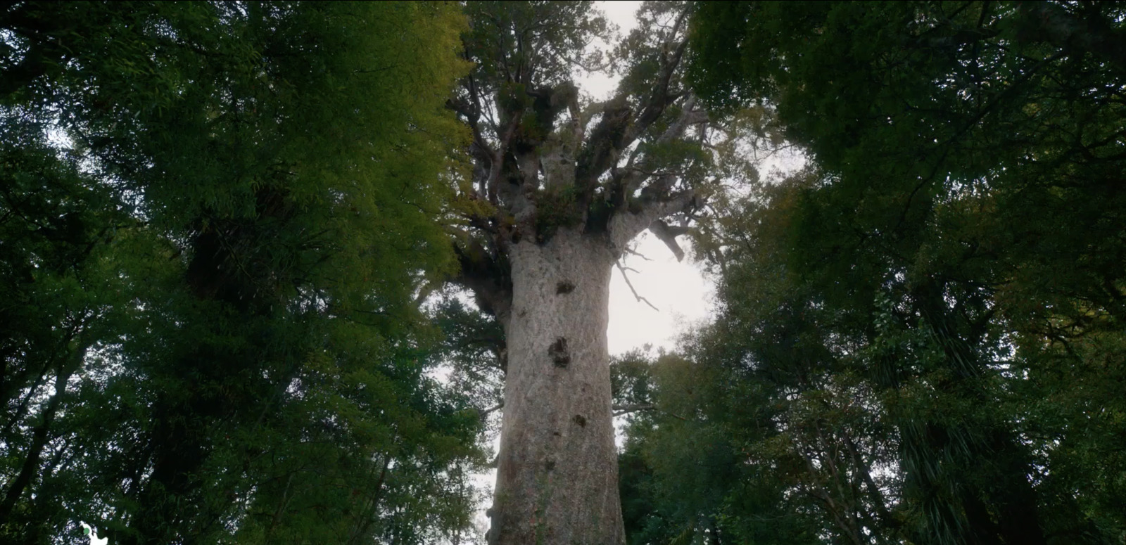 a tall tree in the middle of a forest