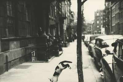 a black and white photo of a dog on a sidewalk