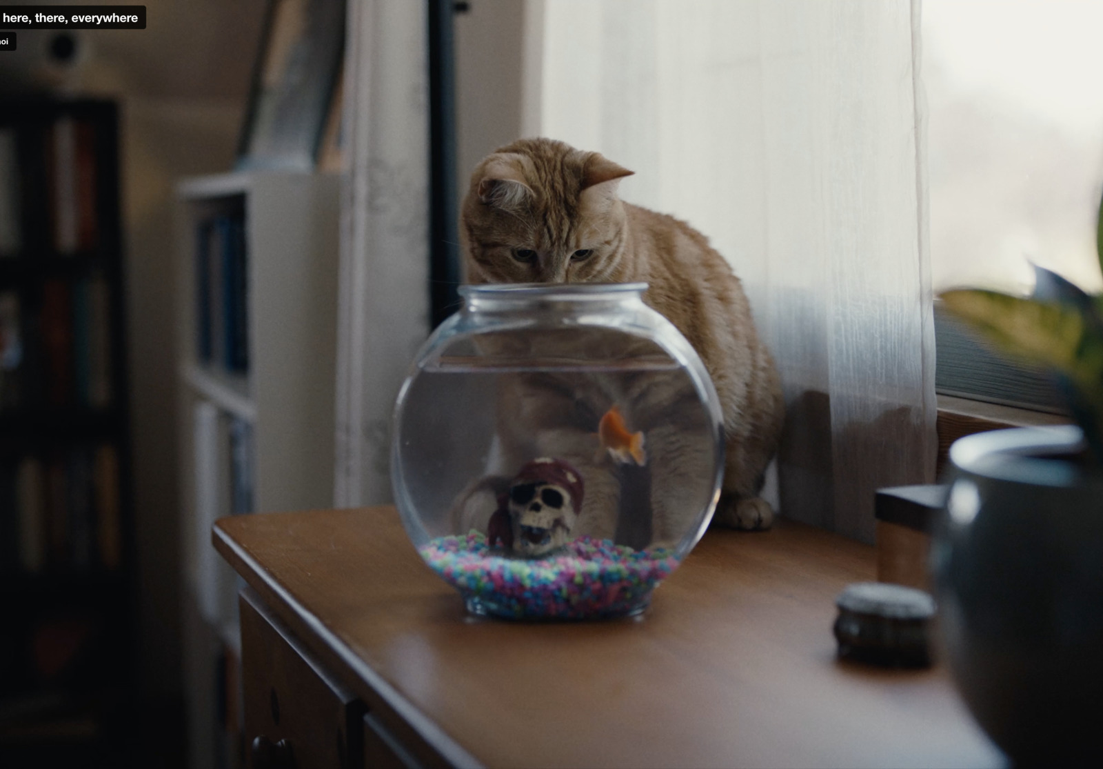 a cat looking at a fish in a bowl