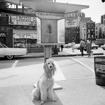 a dog sitting on the sidewalk in front of a telephone booth