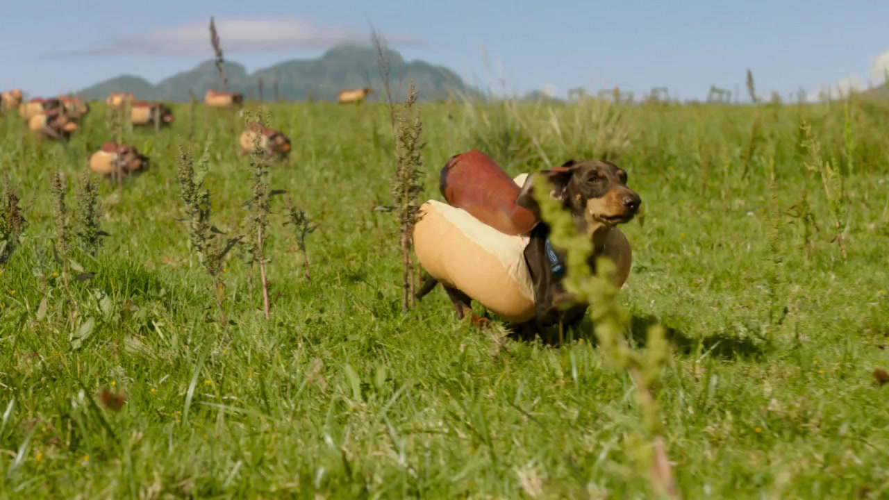 a dog carrying a large object in a field