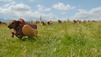 a group of cows grazing in a field