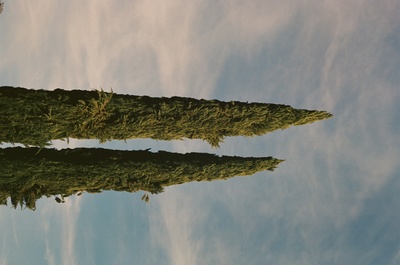 the reflection of two trees in the water