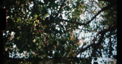 a blurry photo of a bird in a tree