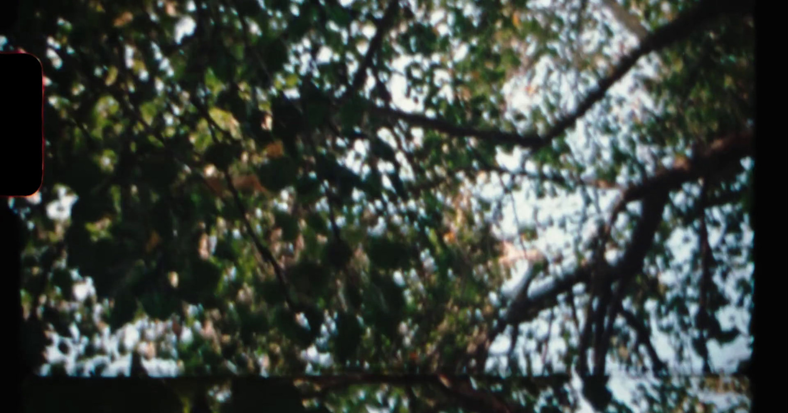 a bird is perched on a branch of a tree