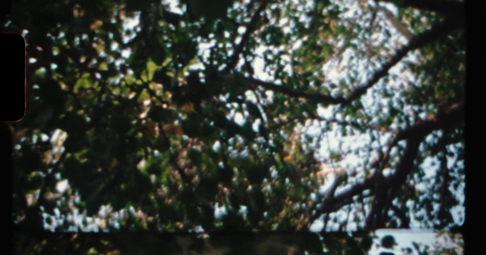 a blurry photo of a tree with leaves