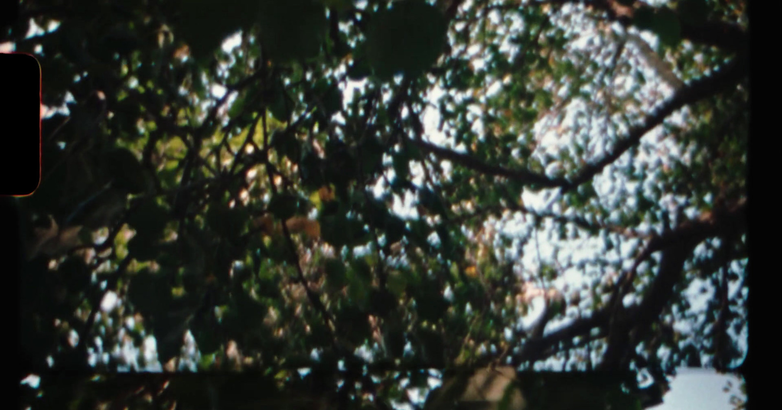 a blurry photo of a bird in a tree