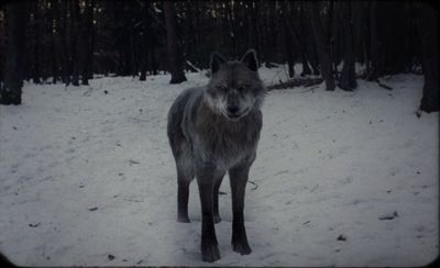 a lone wolf standing in a snowy forest