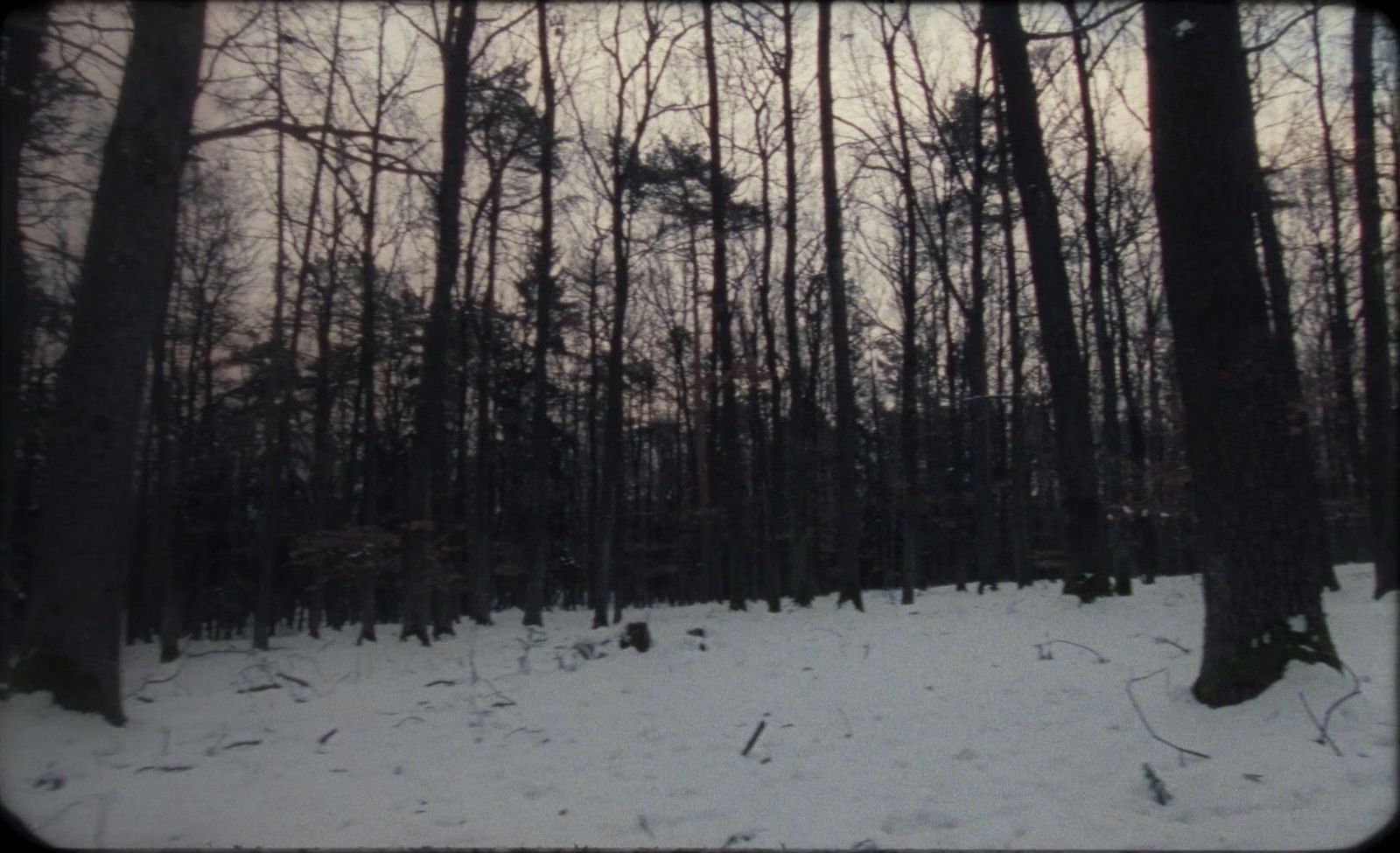 a forest filled with lots of trees covered in snow