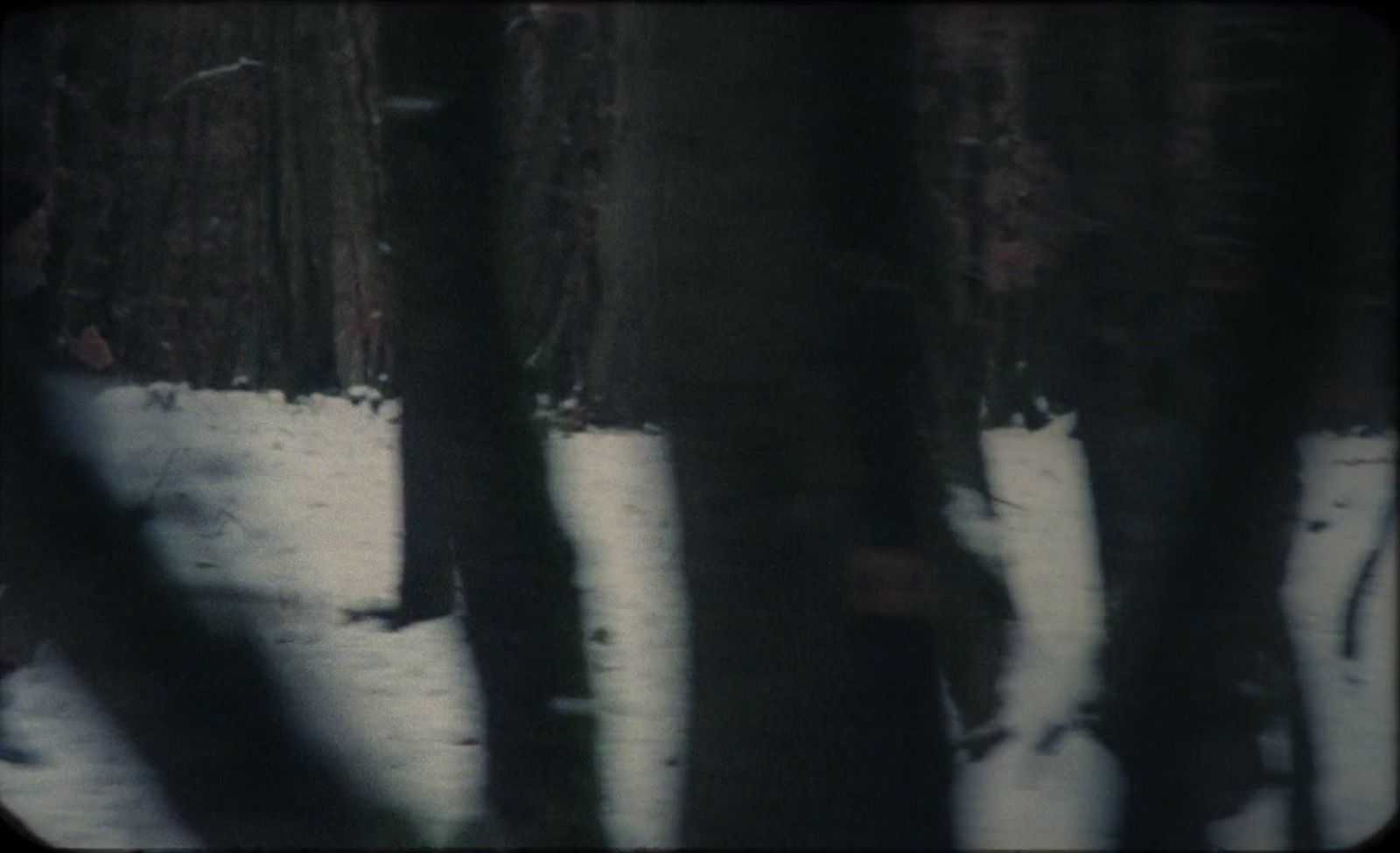 a group of trees in a snowy forest