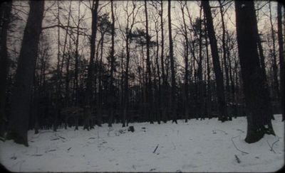 a forest filled with lots of trees covered in snow