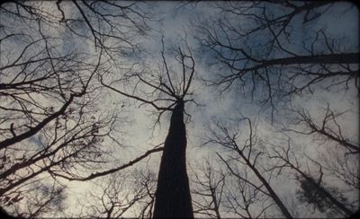 looking up at the tops of tall trees