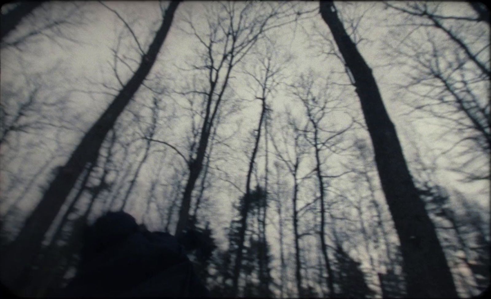 a black and white photo of trees in the woods