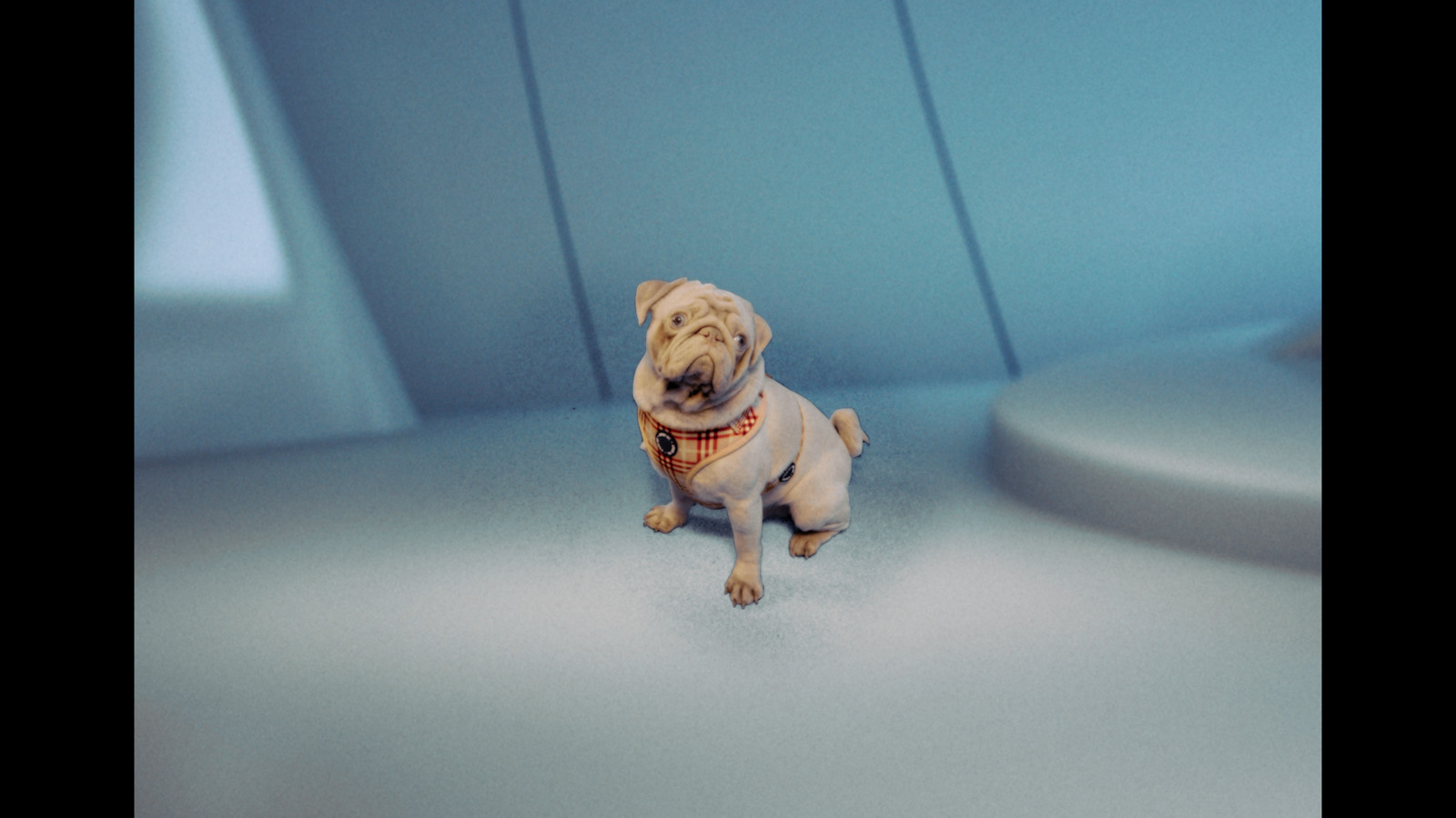 a small pug dog sitting on a white floor