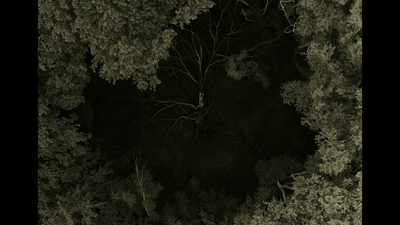 a black and white photo of a forest