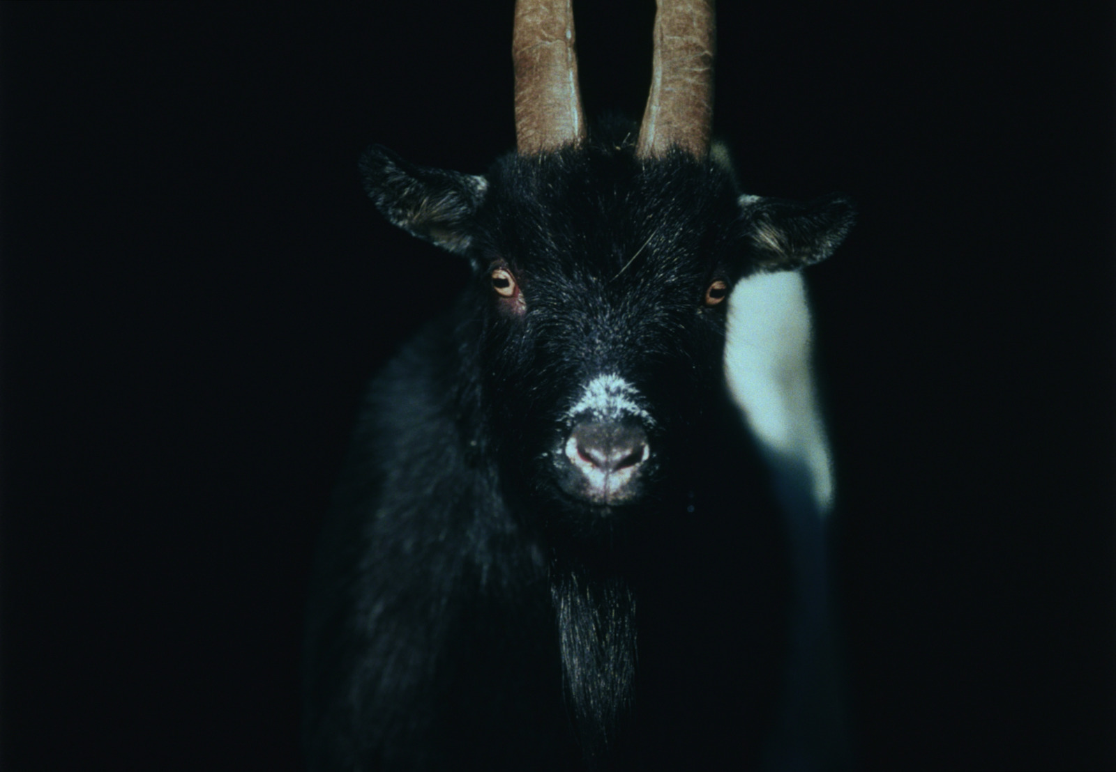 a black goat with long horns standing in the dark