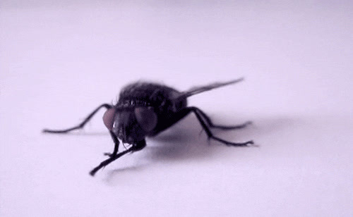 a close up of a fly on a white surface