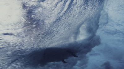 a polar bear is swimming in the water