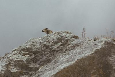 a dog sitting on top of a large rock